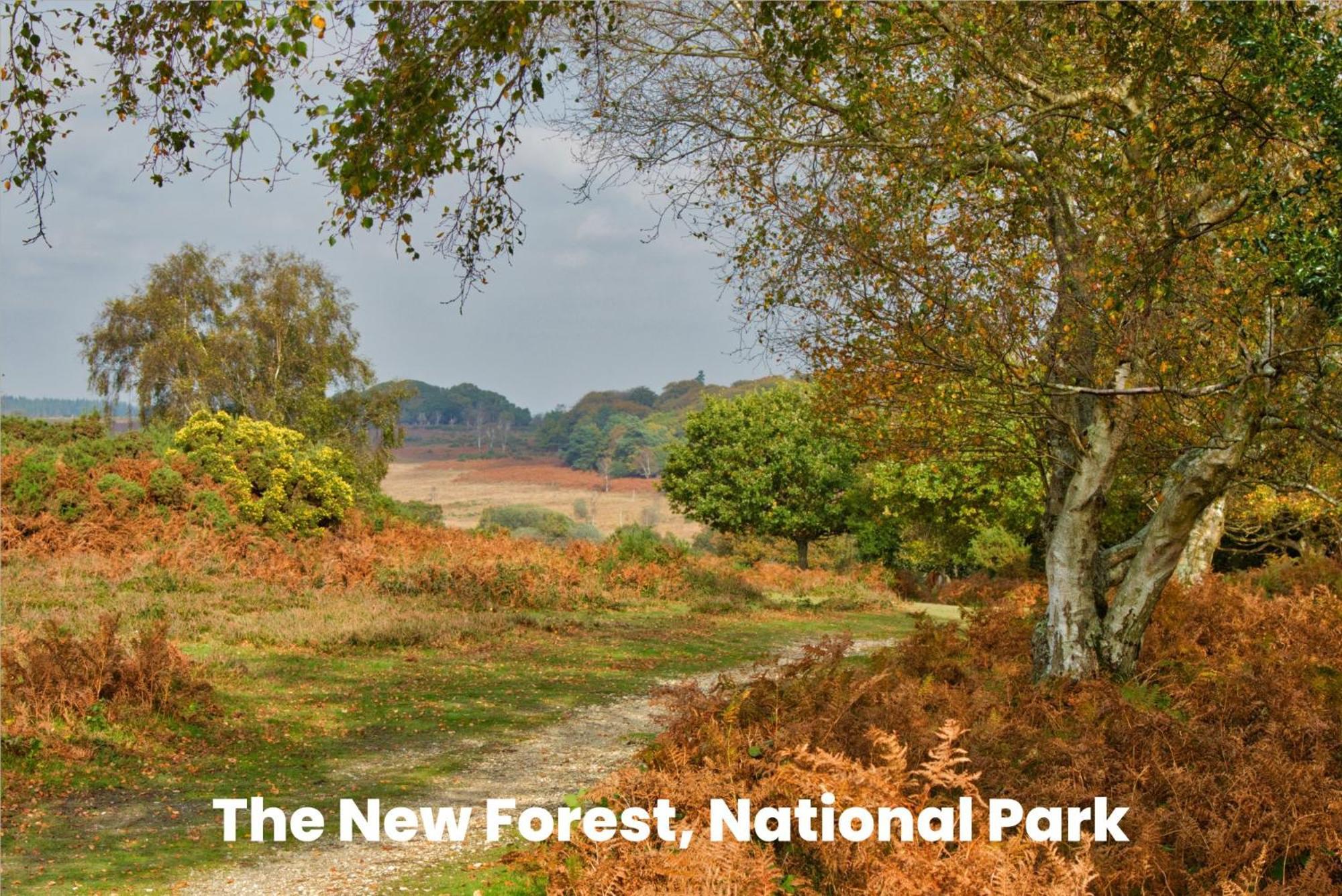 Cosy Retreat Near New Forest Ellingham  المظهر الخارجي الصورة